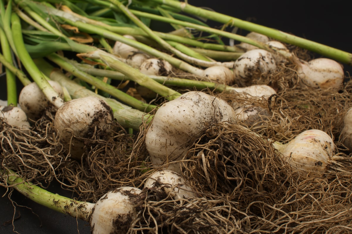 Aglio premium biologico italiano di Specialty Garlic Cook