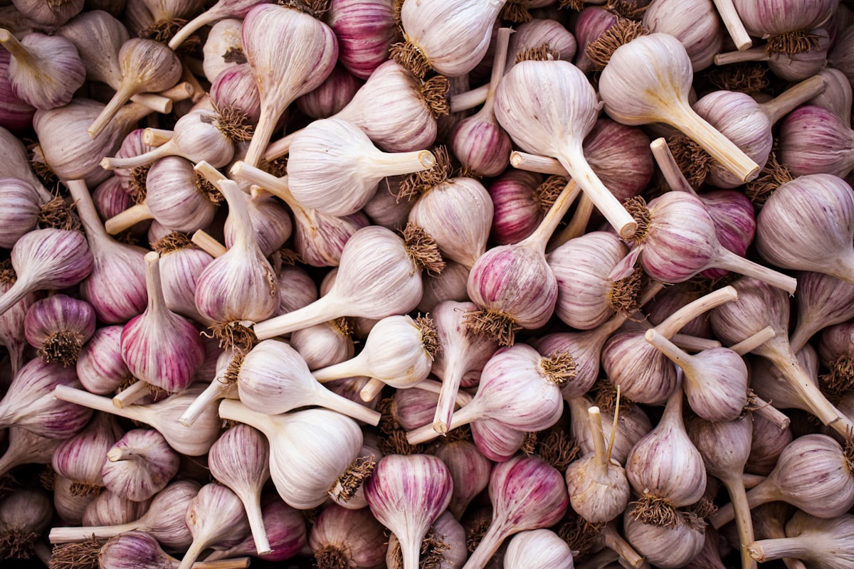 Campi di aglio biologico in Italia